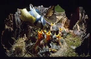 BLUE TIT - adult feeding chicks, 8 days old