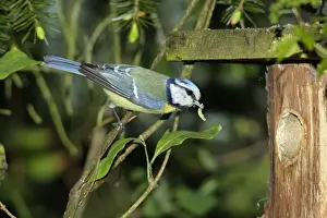 Nest Boxes Prints: Blue Tit - adult with food at nestbox entrance, Lower Saxony, Germany