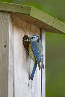 Boxes Gallery: Blue Tit  adult at nest box
