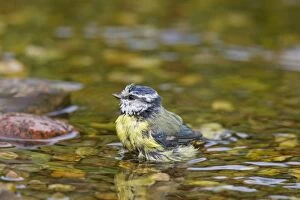 Images Dated 28th June 2015: Blue Tit bathing