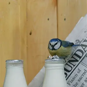 Urban Prints: Blue Tit BB 235 On milk bottle © Brian Bevan / ARDEA LONDON