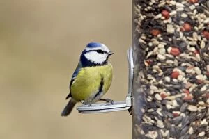 Caeruleus Gallery: Blue Tit - on bird feeder