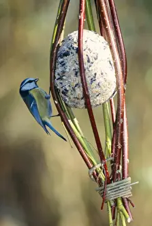 Blue Tit - on bird feeder