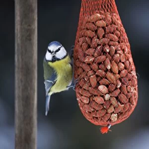 Images Dated 3rd December 2010: Blue Tit - on bird feeder (bag of nuts) in winter