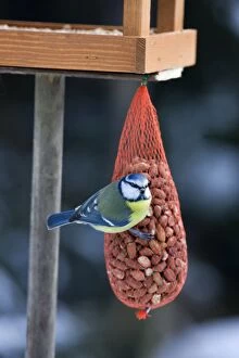 Images Dated 3rd December 2010: Blue Tit - on bird feeder (bag of nuts) in winter