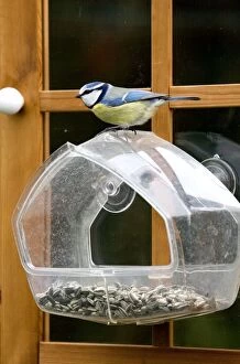 Images Dated 14th March 2008: Blue Tit - on a bird feeder by window