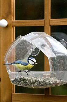 Caeruleus Gallery: Blue Tit - with bird seed in beak - on a bird feeder