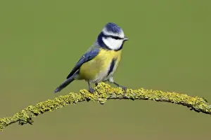 Blue Tit - on branch in garden Lower Saxony, Germany