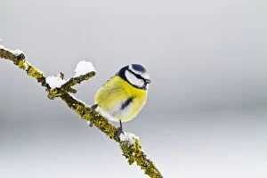 Blue Tit - on branch in snow