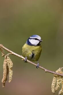 Images Dated 31st March 2010: Blue Tit - on catkins - Cornwall - UK