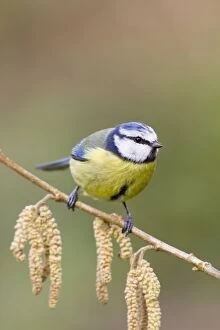 Images Dated 31st March 2010: Blue Tit - on catkins - Cornwall - UK