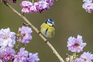 Images Dated 18th April 2017: Blue Tit - On Cherry Blossom - Cornwall -UK