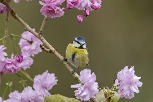 Blue Tit - on Cherry Blossom - Cornwall - UK