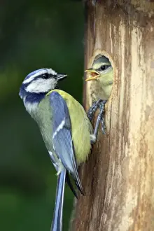 Blue Tit - chick begging for food at nestbox entrance, Lower Saxony, Germany
