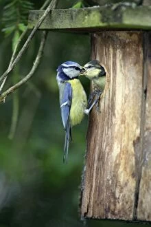 Images Dated 24th May 2007: Blue Tit - chick begging for food at nestbox entrance, Lower Saxony, Germany