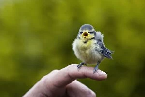 Images Dated 27th May 2006: Blue tit - chick on human finger