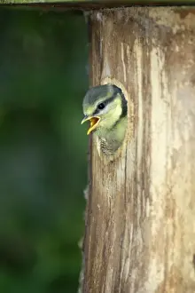 Nest Boxes Prints: Blue Tit - chick at nestbox entrance, Lower Saxony, Germany
