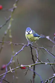 Favourite Prints: Blue Tit. Cleveland, England, UK