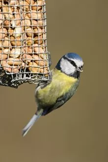 Images Dated 13th February 2008: Blue Tit - Close-up of bird hanging from a peanut feeder