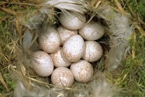 Blue Tits Gallery: Blue TIT- clutch of eggs. Nest lined with feathers
