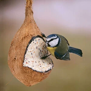 Garden Birds Collection: Blue Tit - on coconut filled with nut mixture