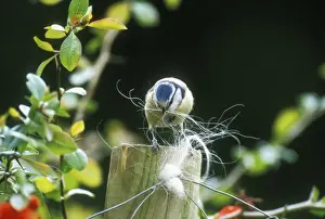 Blue Tit Collecting Dog hair for nest