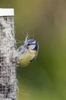 Images Dated 9th April 2008: Blue Tit - collecting nesting material - Cornwall - UK