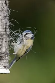 Blue Tit - collecting wool and hair form an old birdfeeder