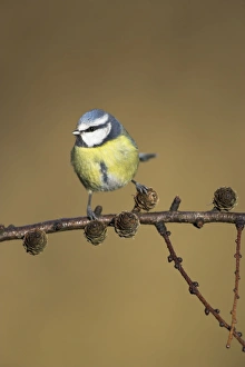 Images Dated 5th February 2007: Blue Tit On conifer branch Cleveland, England, UK