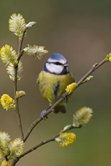 Images Dated 31st March 2010: Blue Tit - Cornwall - UK