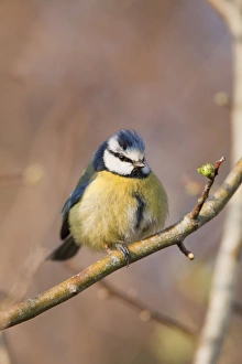 Images Dated 16th April 2007: Blue Tit - Cornwall - UK