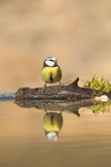 Images Dated 26th February 2012: Blue Tit - at drinking pool