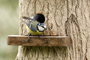 Blue Tit - emerging from nesting hole in tree