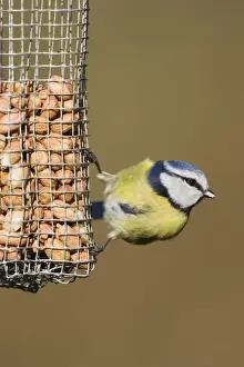 Peanut Prints: Blue Tit Face on portrait, perched on bramble. Cleveland, UK