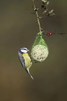 Images Dated 7th February 2007: Blue Tit - on fat ball feeder in winter