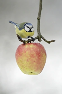 Images Dated 27th February 2005: Blue Tit - Feeding on apple put out for birds in garden, winter-time. Lower Saxony, Germany