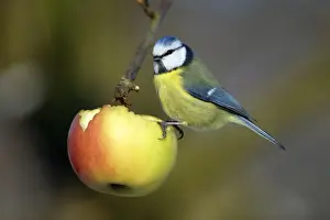 Blue Tit - Feeding on apple in garden Lower Saxony, Germany