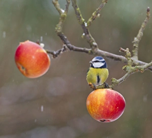 Images Dated 6th January 2010: Blue Tit - feeding on apples in falling snow