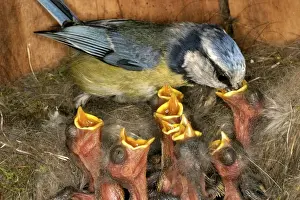 Blue Tit - feeding chicks at nest