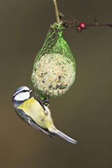 Images Dated 7th February 2007: Blue Tit - feeding on a fat ball