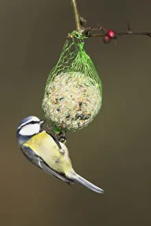 Blue Tit. Feeding on a fat ball. Cleveland, England, UK