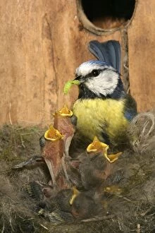 Caeruleus Gallery: Blue Tit - feeding grubs to chicks at nest