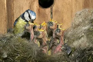 Blue Tit - feeding grubs to chicks at nest