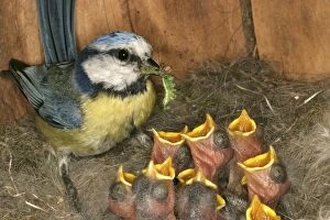 Blue Tit - feeding grubs to chicks at nest