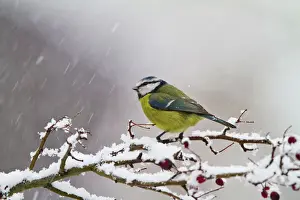 Snowing Prints: Blue Tit - feeding on hawthorn in falling snow - Bedfordshire UK 8858
