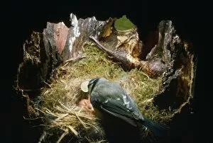 BLUE TIT - Female picks egg shells out of nest