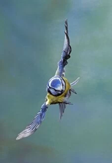 Images Dated 2nd August 2005: Blue Tit - in flight