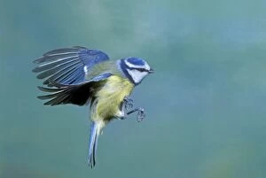 Images Dated 10th August 2005: Blue Tit - in flight