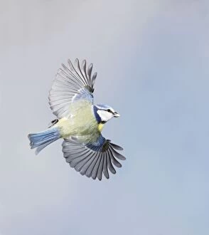 Images Dated 28th February 2009: Blue Tit - in flight - Bedfordshire - UK 006891