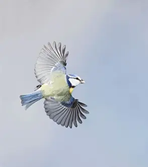 Tits Prints: Blue Tit - in flight - Bedfordshire - UK 006891